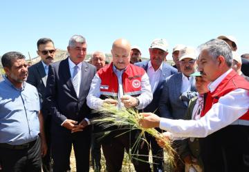 Belören Beldesinde asırlık lezzetin hasat heyecanı başladı