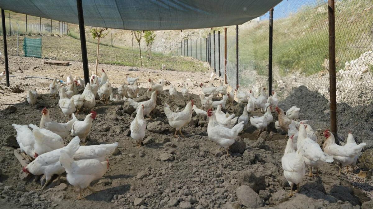 Adıyaman Belediyesi’nden sofralara ekonomik destek: Gezen tavuk yumurtası satışta - Videolu Haber