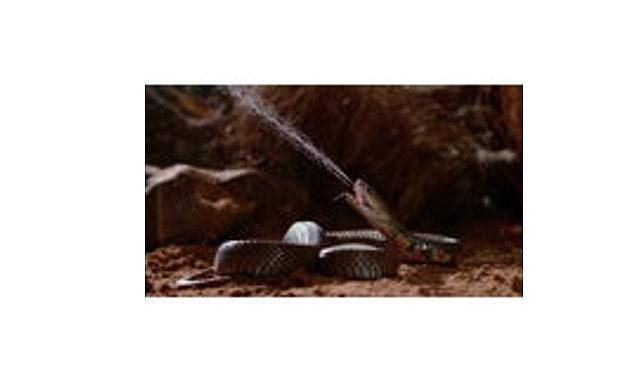 'Zehir Dosyaları: Yılan Isırığının Anatomisi', 29 Mart Pazar 20.00'de National Geographic WILD Ekranlarında!