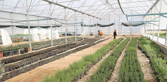 Büyükşehir'den Alanya'nın coğrafi işaretli keçiboynuzuna destek