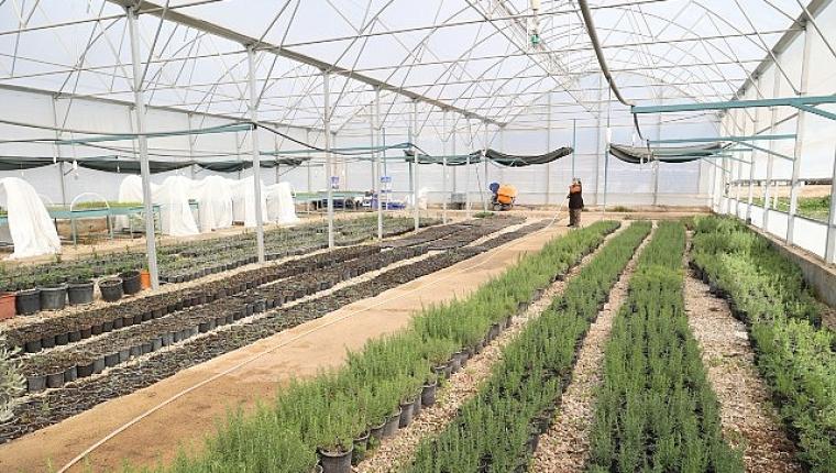 Büyükşehir'den Alanya'nın coğrafi işaretli keçiboynuzuna destek