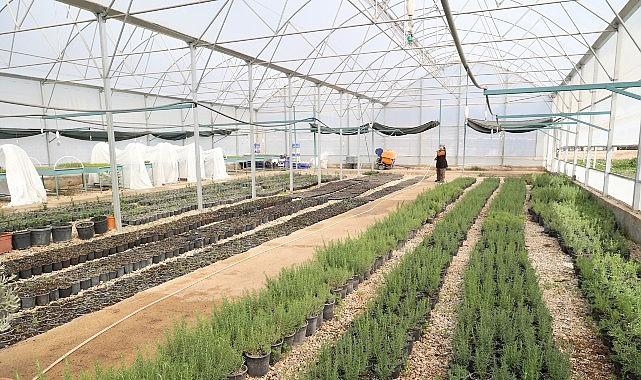 Büyükşehir'den Alanya'nın coğrafi işaretli keçiboynuzuna destek