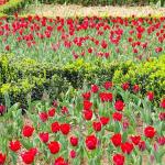 İstanbul'da Renk Cümbüşü: Lale Bayramı 11-12 Nisan'da Kutlanacak