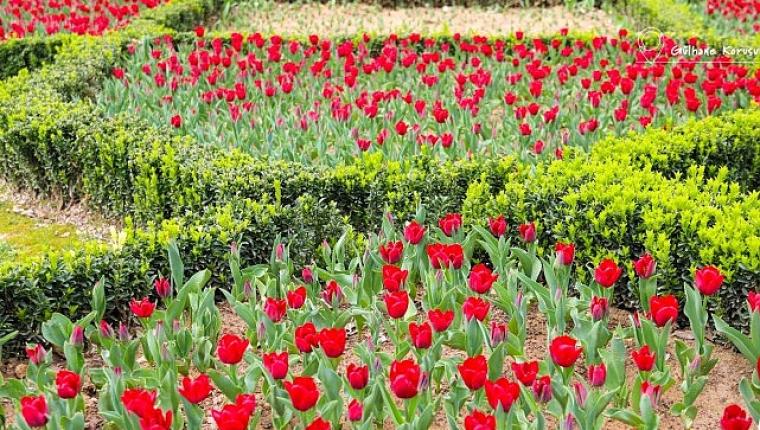 İstanbul'da Renk Cümbüşü: Lale Bayramı 11-12 Nisan'da Kutlanacak