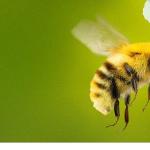 'Arıların Gizemli Dünyası', 7 Nisan Salı Saat 20.00 ve 21.00'de İki Bölüm Art Arda National Geographic WILD Ekranlarında İzleyicilerle Buluşuyor!