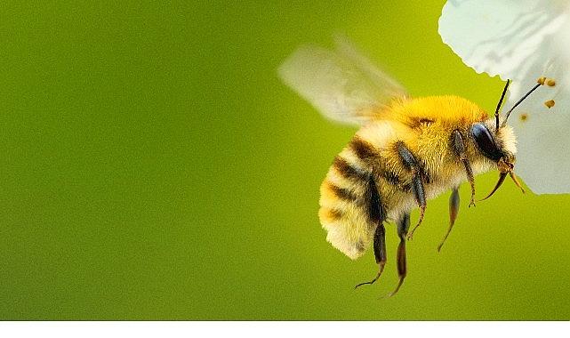 'Arıların Gizemli Dünyası', 7 Nisan Salı Saat 20.00 ve 21.00'de İki Bölüm Art Arda National Geographic WILD Ekranlarında İzleyicilerle Buluşuyor!