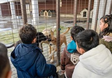 86 bin tedavi, 13 bin kısırlaştırma