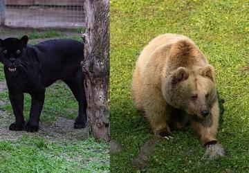 Jüliet ve Yumuk da artık İzmirli oldu