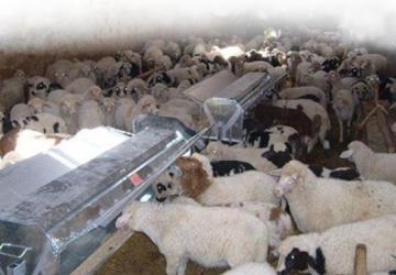 Adıyaman’da Hayvancılığa Destek