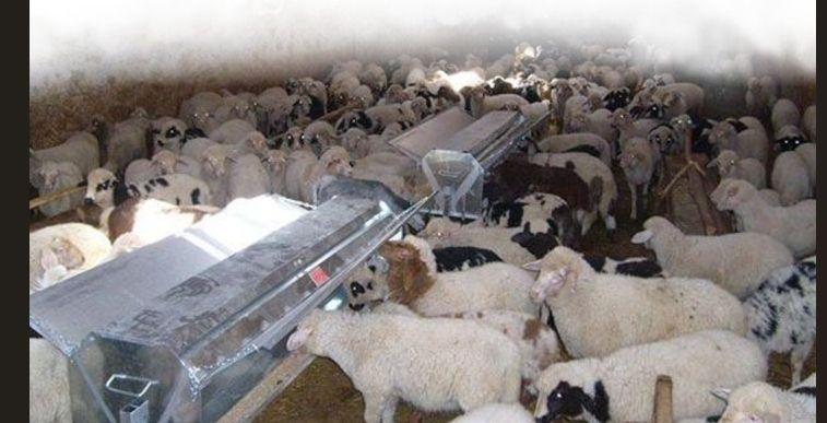 Adıyaman’da Hayvancılığa Destek