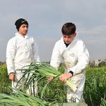 Osmangazi'de Pırasa Hasadıyla Doğallık Sofralara Taşınıyor