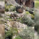 ADIYAMAN (PHA) - Adıyaman'ın Besni ilçesinde Su Gözü Orman Parkında, sürü halindeki dağ keçileri vatandaşlar tarafından görüntülendi.