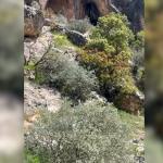 ADIYAMAN (PHA) - Adıyaman'ın Besni ilçesinde Su Gözü Orman Parkında, sürü halindeki dağ keçileri vatandaşlar tarafından görüntülendi.