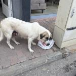 ADIYAMAN (PERRE) - Şeriban ÖZÇAKMAK - Adıyaman Nemrut Rotary Kulübü, "Sokaktaki Canlar" projesiyle deprem sonrası mama bulmakta zorlanan sokak hayvanlarına destek olarak kentte merhametin sesi oldu.