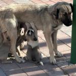 ADIYAMAN (PERRE) - Şeriban ÖZÇAKMAK - Adıyaman Nemrut Rotary Kulübü, "Sokaktaki Canlar" projesiyle deprem sonrası mama bulmakta zorlanan sokak hayvanlarına destek olarak kentte merhametin sesi oldu.