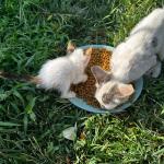 ADIYAMAN (PERRE) - Şeriban ÖZÇAKMAK - Adıyaman Nemrut Rotary Kulübü, "Sokaktaki Canlar" projesiyle deprem sonrası mama bulmakta zorlanan sokak hayvanlarına destek olarak kentte merhametin sesi oldu.