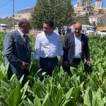ADIYAMAN (PHA) - Gülbahar SÜNGÜ - DEVA Partisi Adıyaman İl Başkanı Mehmet Anaç, Çelikhan başta olmak üzere Adıyaman genelinde tütün üreticilerinin karşılaştığı sorunlara ilişkin sert bir açıklamada bulundu.
