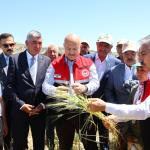 ADIYAMAN (PERRE) - Adıyaman'ın Gölbaşı ilçesinde, Türk mutfağının vazgeçilmez ürünleri arasında yer alan ve asırlardır sofralara lezzet katan firik bulgurunda hasat başladı.