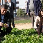 ADIYAMAN (PERRE) - Şeriban ÖZÇAKMAK - Adıyaman Belediyesi'nin Yenimahalle'deki 10 dönümlük üretim alanında yetiştirilen sebzelerin hasadı başladı.