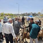 ADIYAMAN (PHA) - Gülbahar SÜNGÜ - HÜDA PAR Adıyaman İl Başkanı Mustafa Yetiş, Kurban Bayramı arifesinde Karapınar Mahallesi’nde Adıyaman Belediyesi tarafından kurulan küçükbaş kurban satış alanını ziyaret etti.
