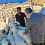 ADIYAMAN (PHA) - Gülbahar SÜNGÜ - HÜDA PAR Adıyaman İl Başkanı Mustafa Yetiş, Kurban Bayramı arifesinde Karapınar Mahallesi’nde Adıyaman Belediyesi tarafından kurulan küçükbaş kurban satış alanını ziyaret etti.