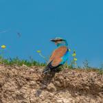 ADIYAMAN (PERRE) - Sibel TURAN- Adıyaman'da doğa gözlemleri sırasında, doğanın en renkli misafirlerinden biri olarak bilinen Gök Kuzgun görüntülendi.