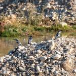 ADIYAMAN (PERRE) - Murat KAYIŞ - Adıyaman'ın Bircik Köyü çevresindeki çay yatağında, kentte bugüne kadar hiç kayıt altına alınmamış bir kuş türü ilk kez görüntülendi.