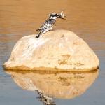 ADIYAMAN (PERRE) - Murat KAYIŞ - Adıyaman'ın Bircik Köyü çevresindeki çay yatağında, kentte bugüne kadar hiç kayıt altına alınmamış bir kuş türü ilk kez görüntülendi.