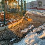 ADIYAMAN (PERRE) - Behçet ATABEK - Perre Offroad Kulübü, olumsuz hava koşulları nedeniyle ulaşılamayan mesire alanlarında yaşayan sokak hayvanları için besleme çalışması gerçekleştirdi.