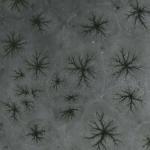 ADIYAMAN (PERRE) - Musa GÜRBÜZ - Adıyaman'ın Çelikhan ilçesinde kış aylarında donan Çat Barajı Gölü'nde, havaların ısınmasıyla birlikte buz tabakasının çözülmeye başlaması sonucu "aneiforma" olarak adlandırılan dikkat çe...