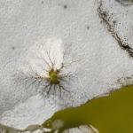 ADIYAMAN (PERRE) - Musa GÜRBÜZ - Adıyaman'ın Çelikhan ilçesinde kış aylarında donan Çat Barajı Gölü'nde, havaların ısınmasıyla birlikte buz tabakasının çözülmeye başlaması sonucu "aneiforma" olarak adlandırılan dikkat çe...