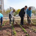 ADIYAMAN (PERRE) - Şeriban ÖZÇAKMAK - Adıyaman Belediyesi'nin sebze üretim merkezinde 6 ayda 14 bin 285 deste sebze ve yeşillik vatandaşlara uygun fiyatlarla ulaştırıldı.