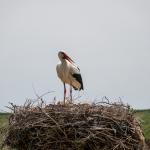 ADIYAMAN (PERRE) - (Musa GÜRBÜZ) - Adıyaman'ın Kızılcapınar Köyü civarında baharın ilk leylekleri görüntülendi.