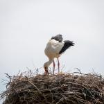 ADIYAMAN (PERRE) - (Musa GÜRBÜZ) - Adıyaman'ın Kızılcapınar Köyü civarında baharın ilk leylekleri görüntülendi.