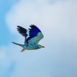 ADIYAMAN (PERRE) - Sibel TURAN- Adıyaman'da doğa gözlemleri sırasında, doğanın en renkli misafirlerinden biri olarak bilinen Gök Kuzgun görüntülendi.