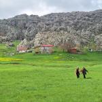 ADIYAMAN (PERRE) - Murat KAYIŞ - Adıyaman'ın Gerger ilçesinde yılda sadece birkaç hafta görülebilen ters laleler, doğaseverlerin yoğun ilgisini çekiyor.